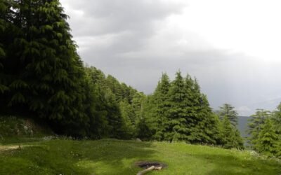 Kalatop Wildlife Sanctuary – Where Cedars Whisper and Wildlife Wanders
