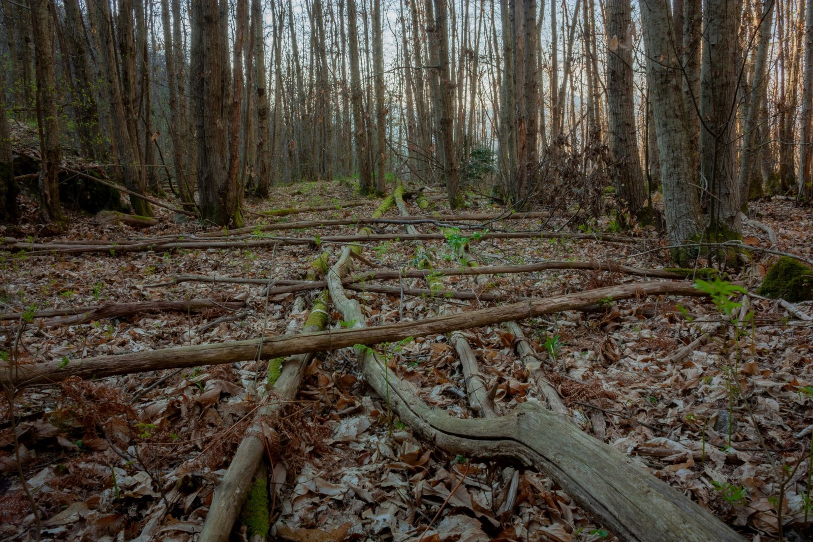 The Silent Forests of Himachal: Why Some Woods Refuse to Echo