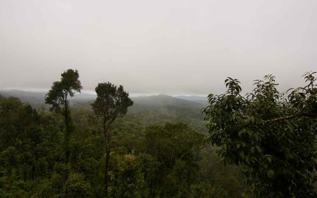 Explore the foggy landscape of Madikeri, Coorg with lush green hills and mist-covered forests.