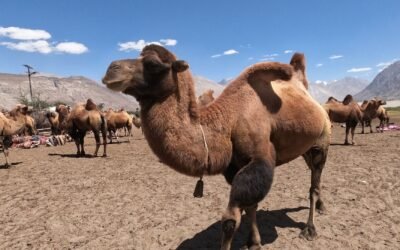 Nubra Valley Ladakh Travel Guide 2026: Complete Tips