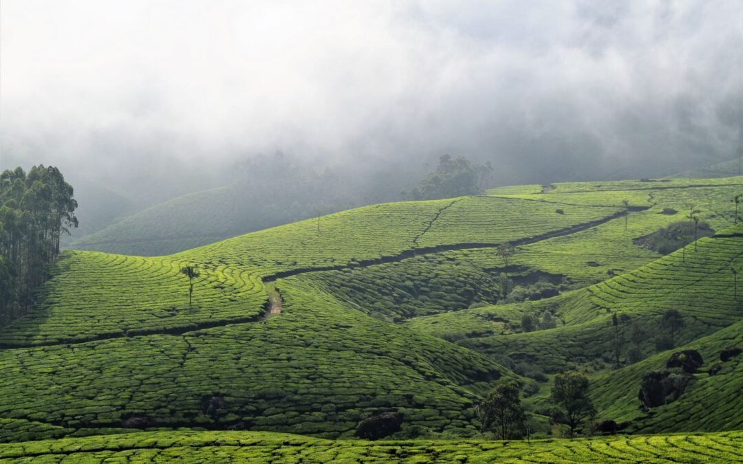 Picturesque view of bright green valley on hills with narrow wavy pathway near growing trees under cloudy sky in mist in countryside