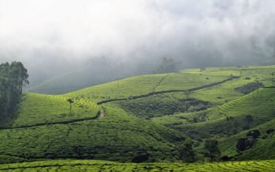 Munnar Tea Gardens Kerala: Complete Guide 2026
