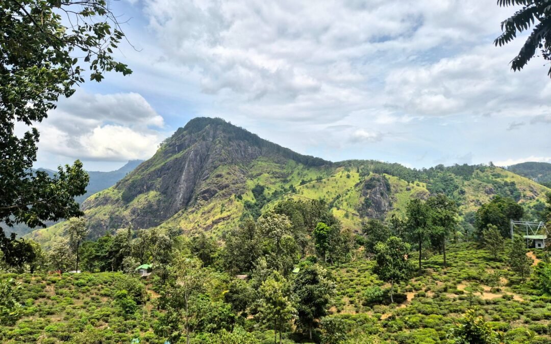 Lush green tea fields on a mountainous terrain under a partly cloudy sky.