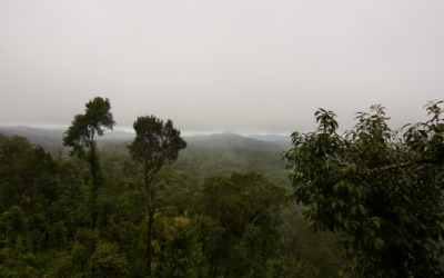 Coorg Coffee Trails Karnataka: Ultimate Guide 2026