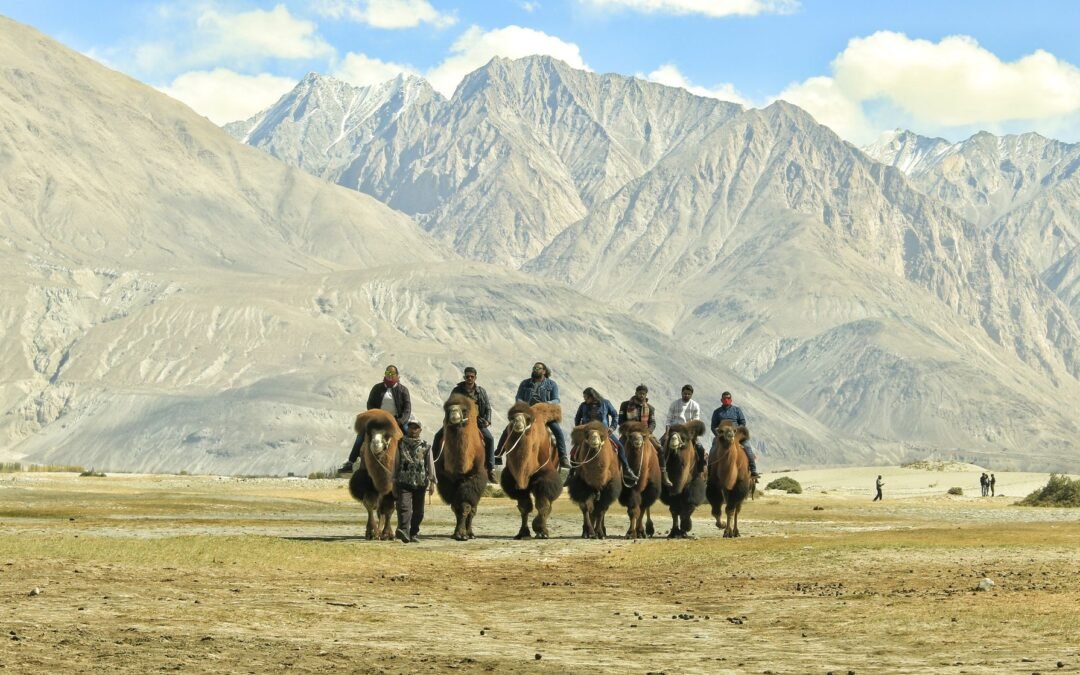Experience the unique adventure of camel riding through the stunning valleys of Leh, surrounded by majestic mountains.