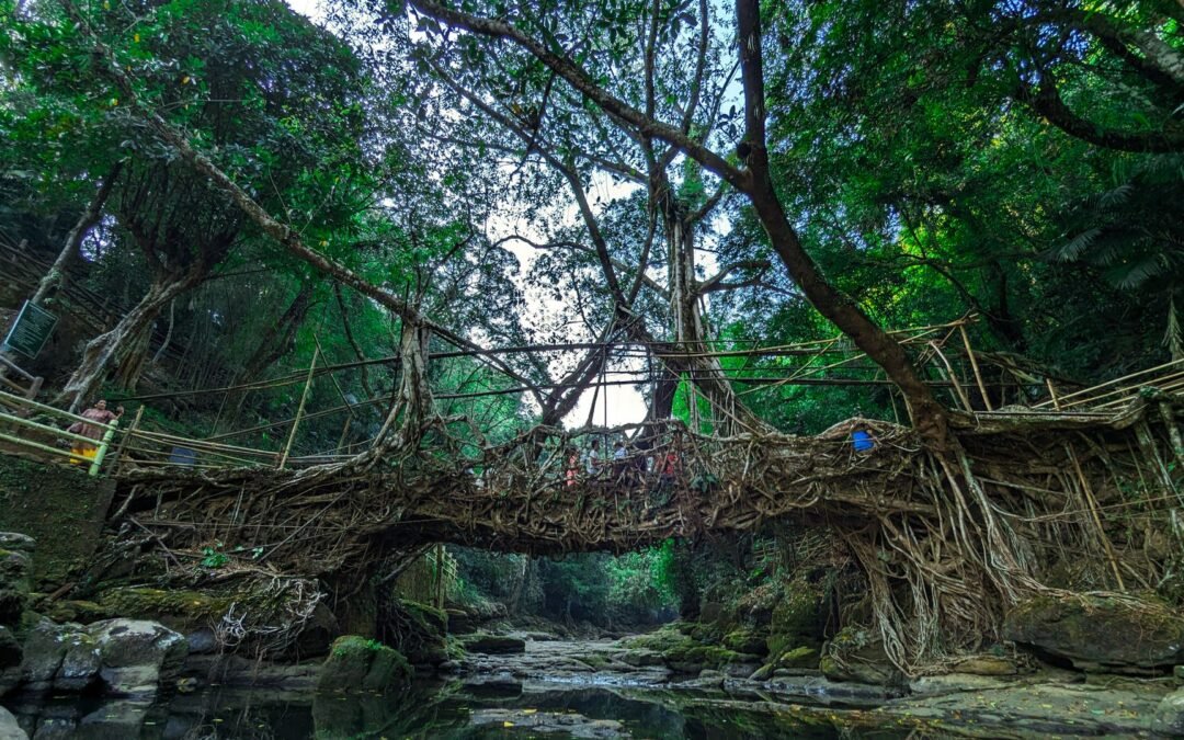 Stunning living root bridge made by nature surrounded by dense forest in Riwai, Meghalaya, India.