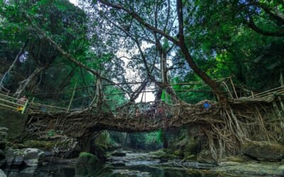 Living Root Bridges Meghalaya: 2026 Travel Guide